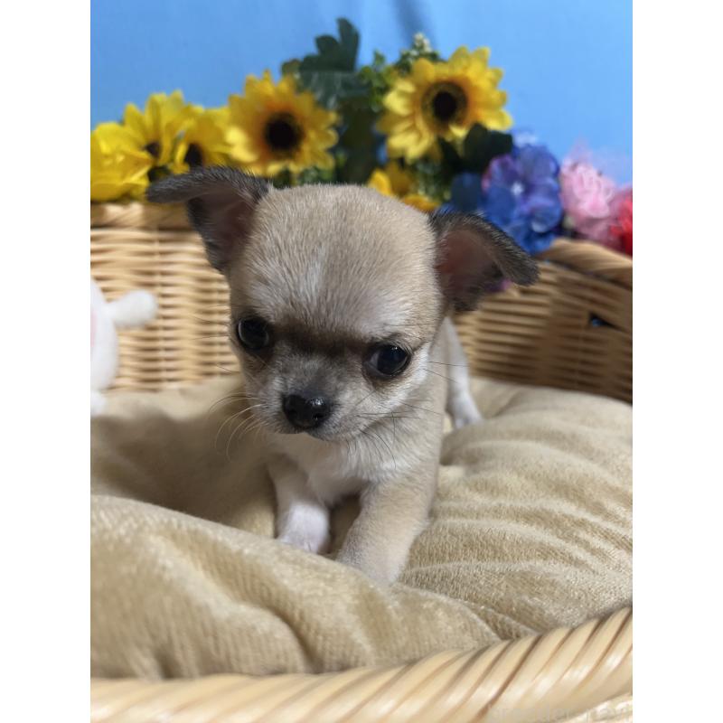 販売中の福岡県のチワワ(ロングコート)-432202の6枚目