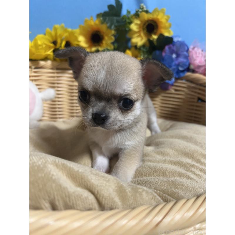 販売中の福岡県のチワワ(ロングコート)-432202の5枚目