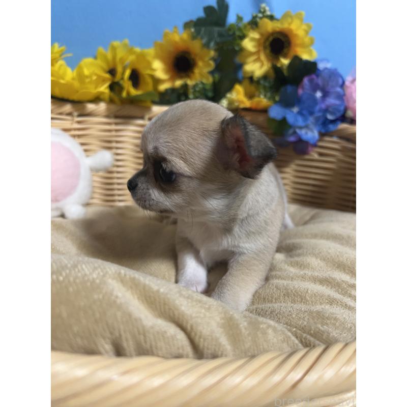 販売中の福岡県のチワワ(ロングコート)-432202の4枚目