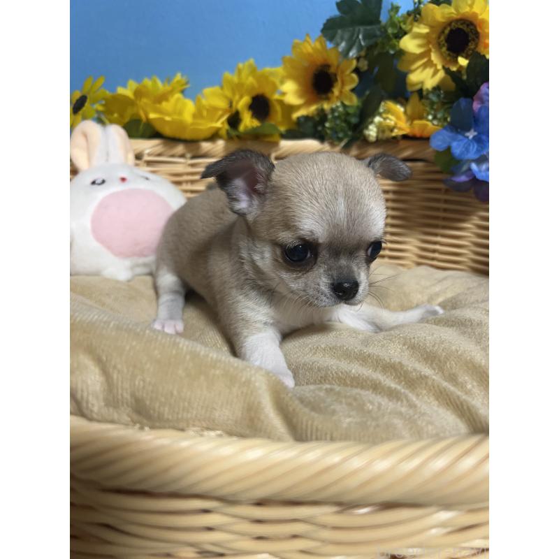 販売中の福岡県のチワワ(ロングコート)-432202の3枚目