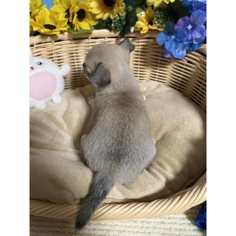 販売中の福岡県のチワワ(ロングコート)-432202の2枚目