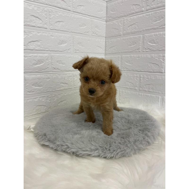 販売中の東京都のチワプー:チワワ×トイプードル-432204の9枚目