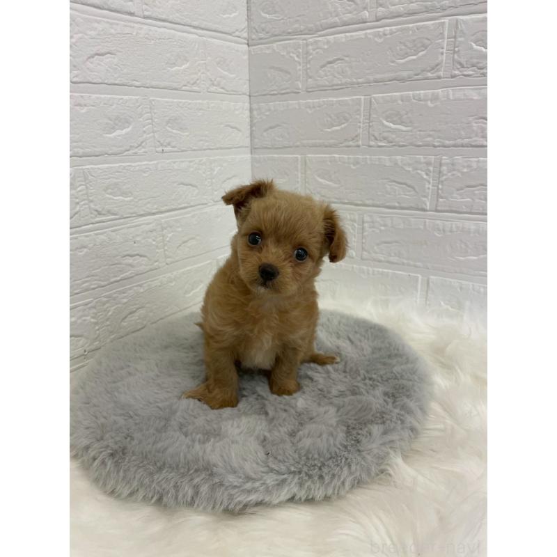 販売中の東京都のチワプー:チワワ×トイプードル-432204の4枚目