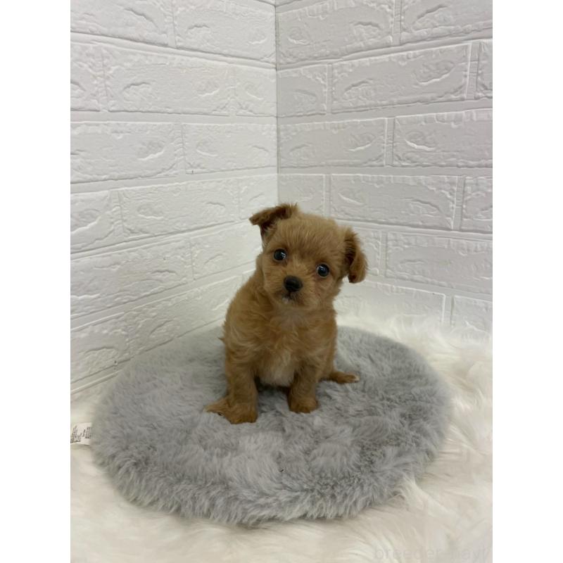 販売中の東京都のチワプー:チワワ×トイプードル-432204の2枚目