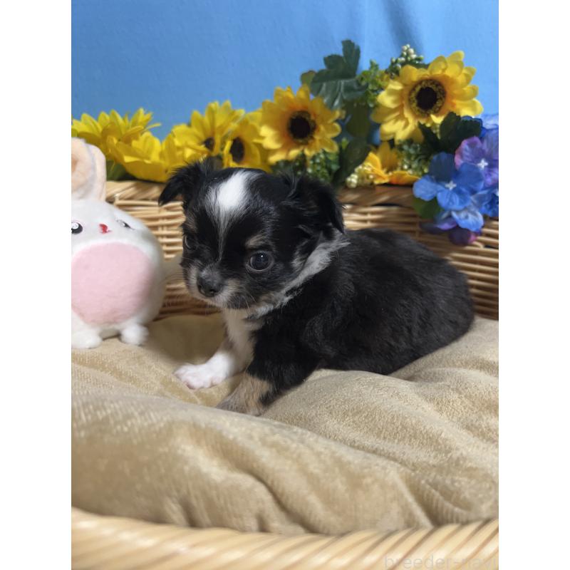 販売中の福岡県のチワワ(ロングコート)-432205の9枚目