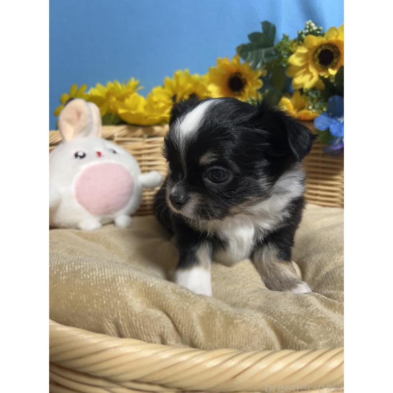 販売中の福岡県のチワワ(ロングコート)-432205の8枚目