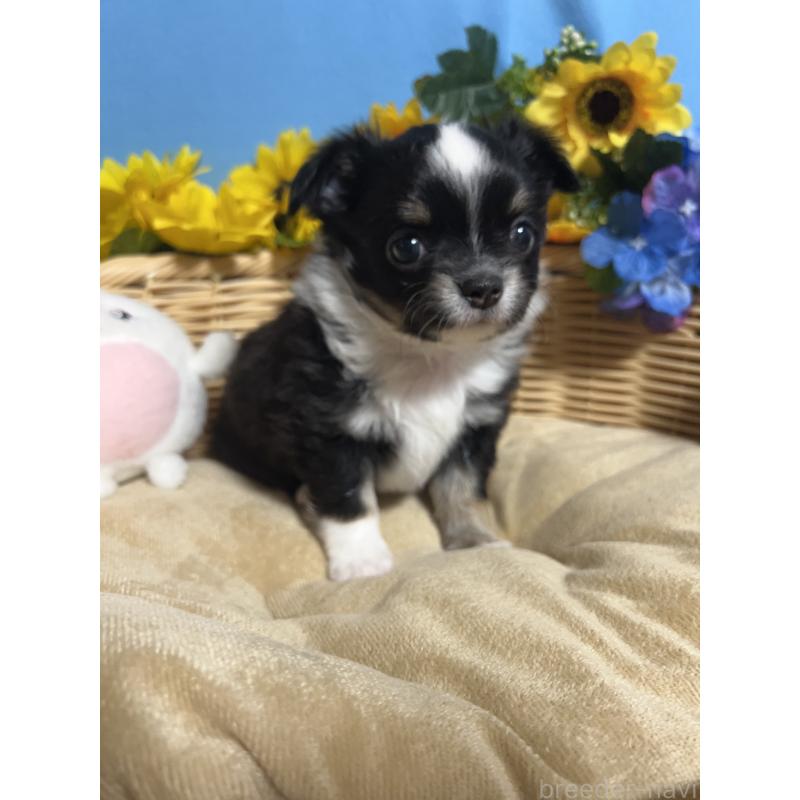 販売中の福岡県のチワワ(ロングコート)-432205の7枚目