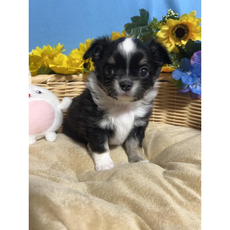 販売中の福岡県のチワワ(ロングコート)-432205の6枚目