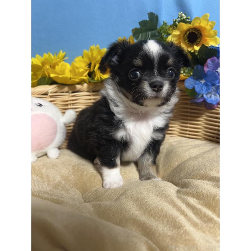 販売中の福岡県のチワワ(ロングコート)-432205の5枚目