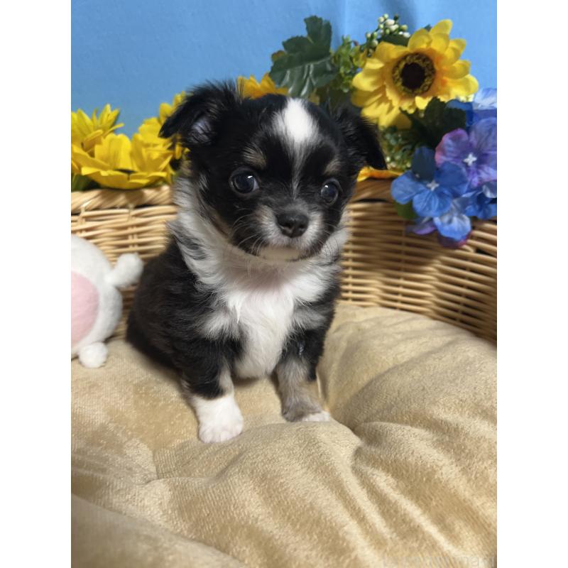 販売中の福岡県のチワワ(ロングコート)-432205の4枚目