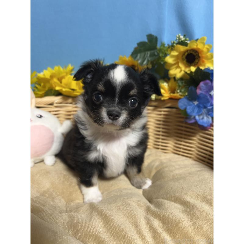 販売中の福岡県のチワワ(ロングコート)-432205の3枚目