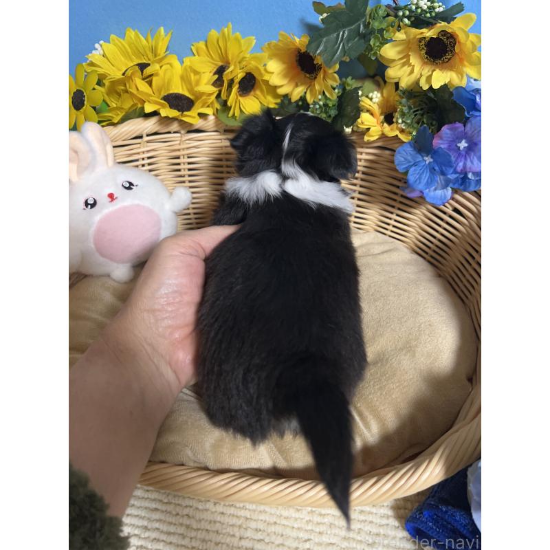 販売中の福岡県のチワワ(ロングコート)-432205の2枚目