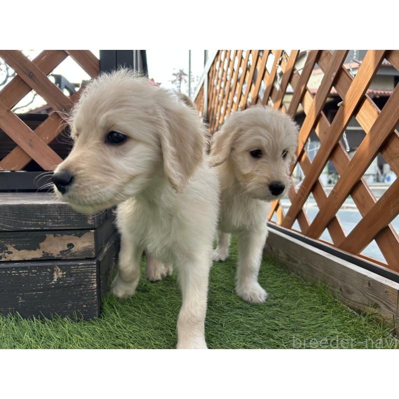 販売中の岡山県のゴールデンドゥードル:ゴールデンレトリーバー×プードル-432207の5枚目