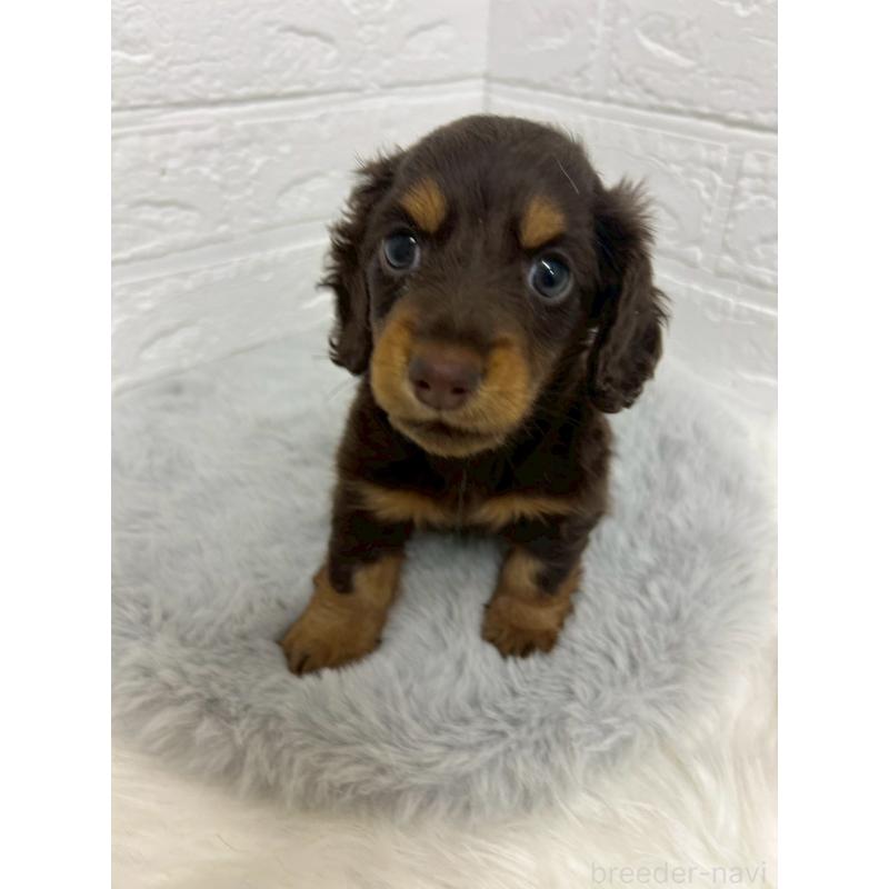 販売中の東京都のミニチュアダックスフンド(ロングヘアード)-432206の9枚目