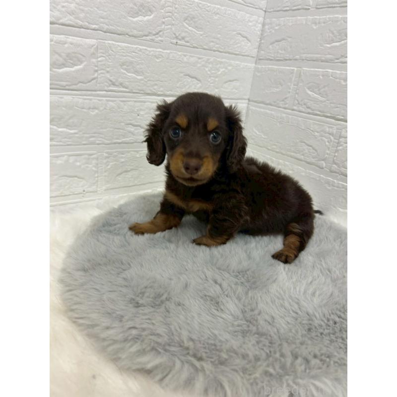 販売中の東京都のミニチュアダックスフンド(ロングヘアード)-432206の5枚目