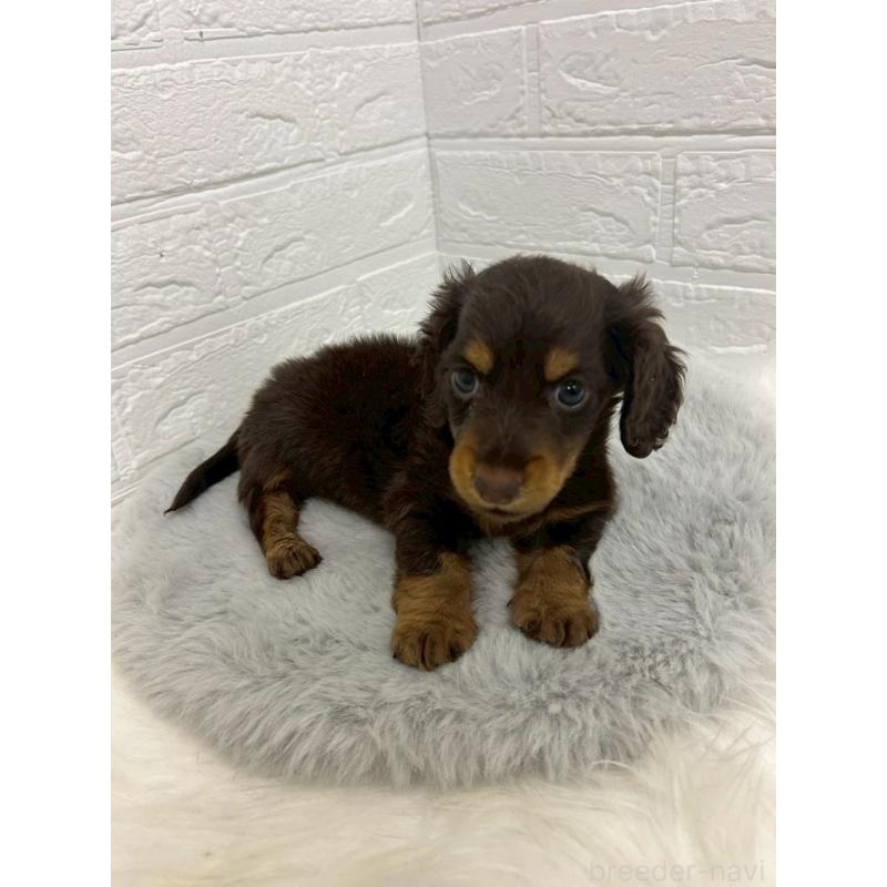 販売中の東京都のミニチュアダックスフンド(ロングヘアード)-432206の4枚目