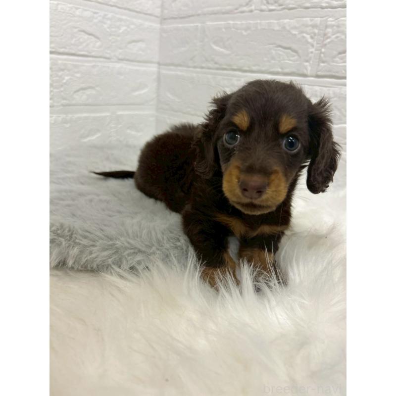 販売中の東京都のミニチュアダックスフンド(ロングヘアード)-432206の3枚目