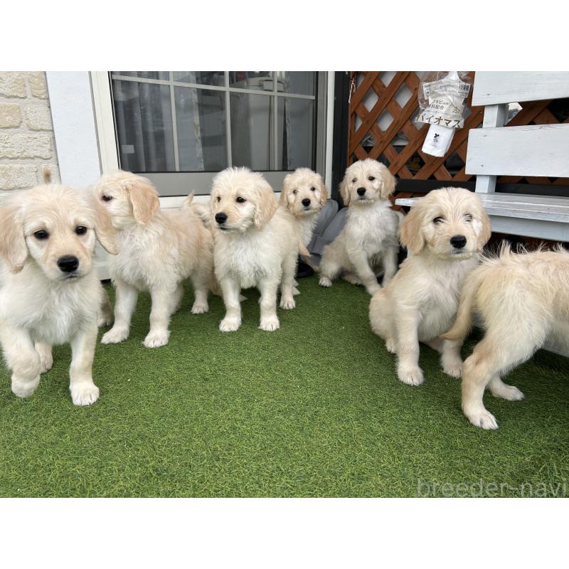 販売中の岡山県のゴールデンドゥードル:ゴールデンレトリーバー×プードル-432207の4枚目