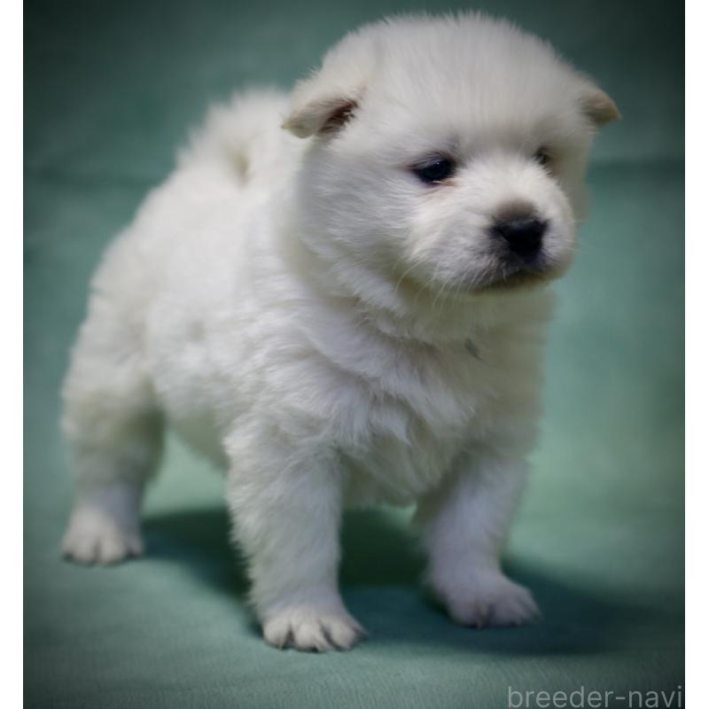 販売中の埼玉県のサモエド-428902