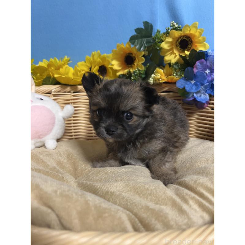 販売中の福岡県のチワワ(ロングコート)-432208の11枚目