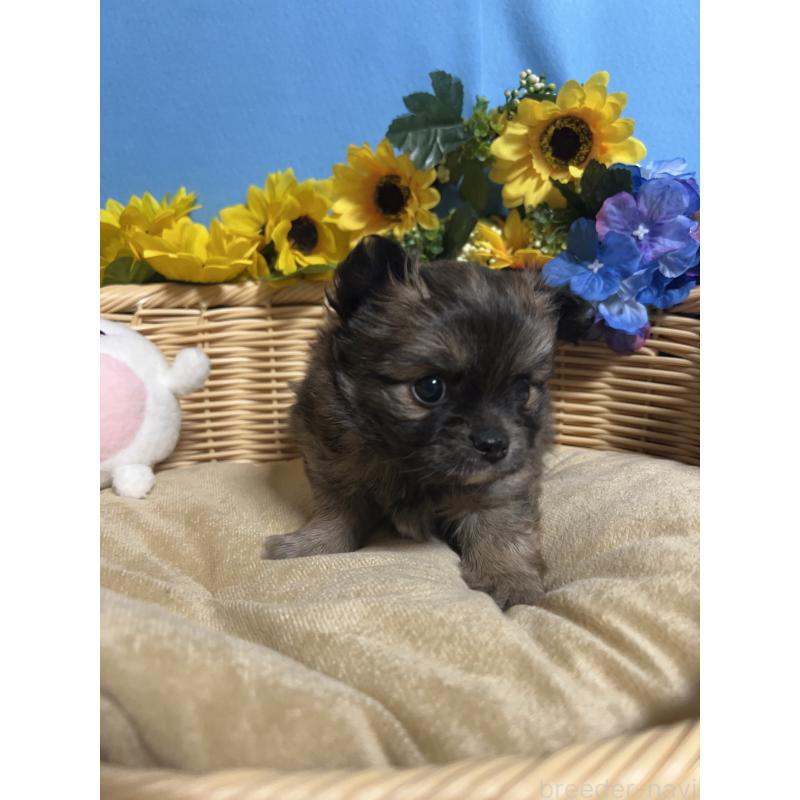 販売中の福岡県のチワワ(ロングコート)-432208の10枚目