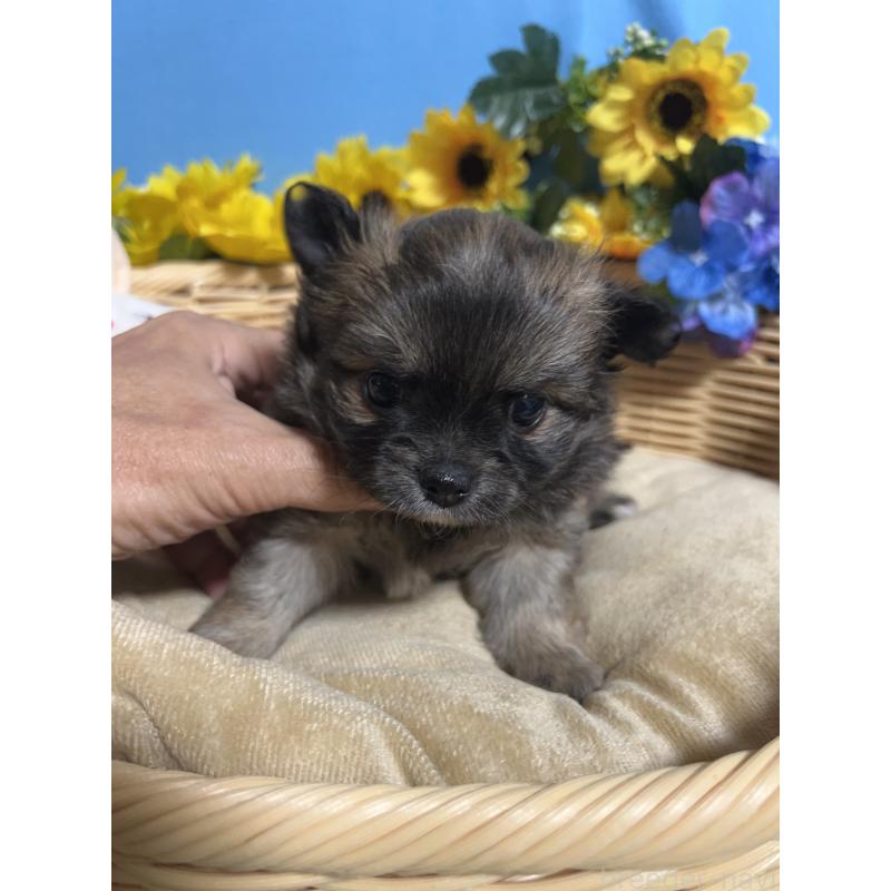 販売中の福岡県のチワワ(ロングコート)-432208の9枚目