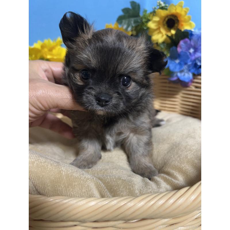 販売中の福岡県のチワワ(ロングコート)-432208の8枚目