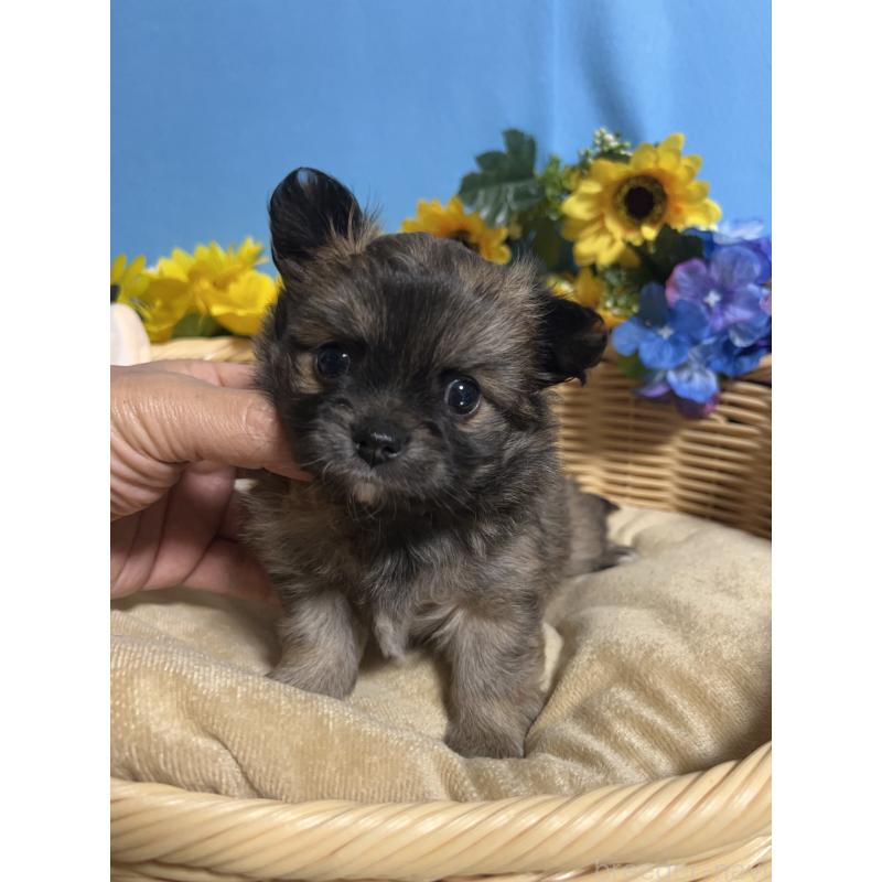 販売中の福岡県のチワワ(ロングコート)-432208の7枚目