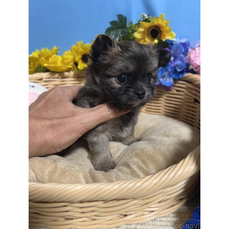 販売中の福岡県のチワワ(ロングコート)-432208の6枚目