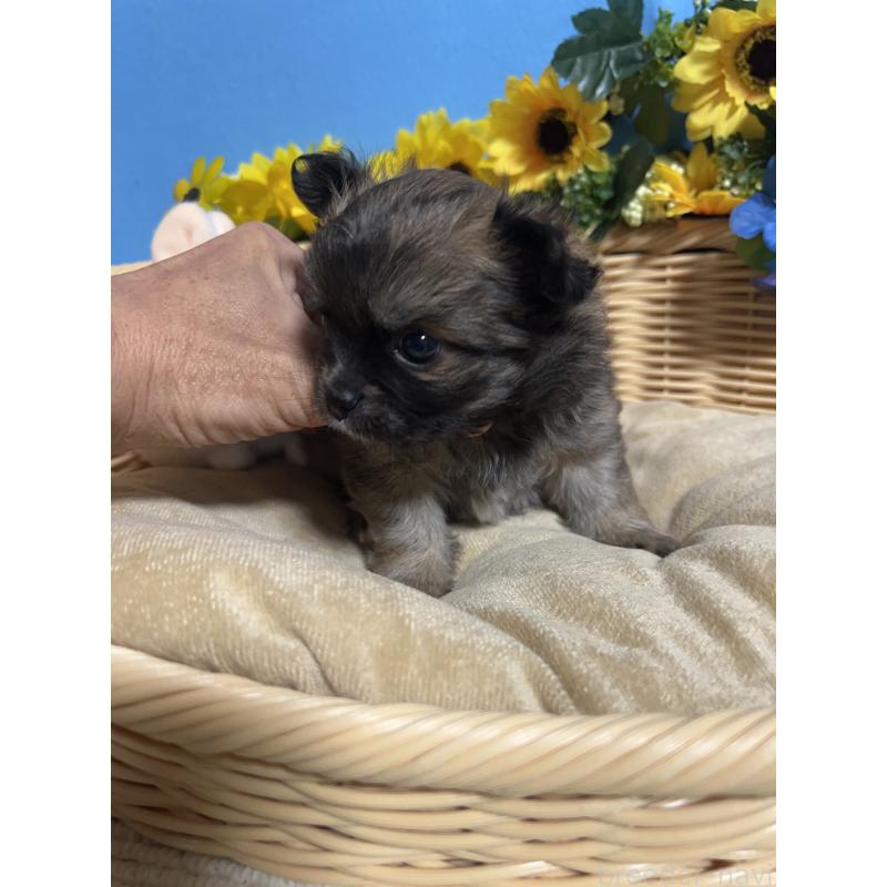 販売中の福岡県のチワワ(ロングコート)-432208の5枚目