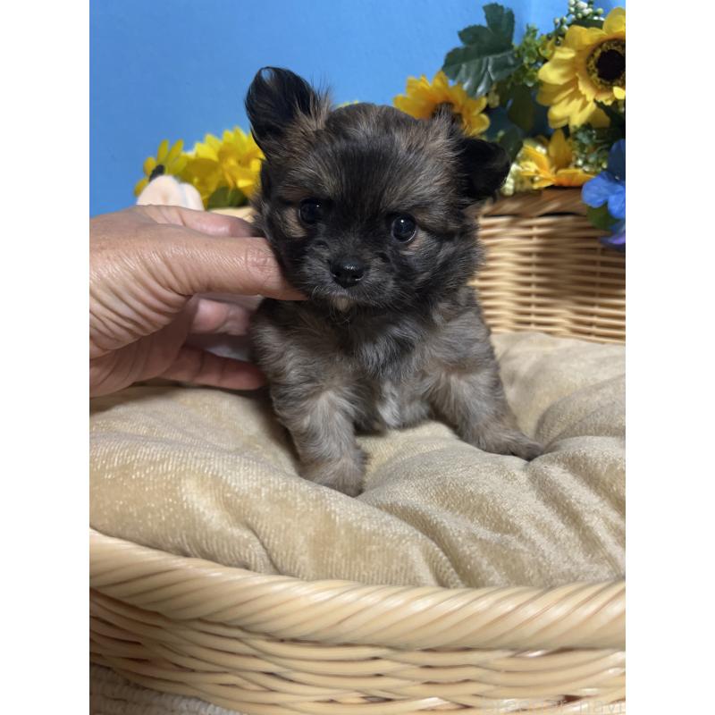 販売中の福岡県のチワワ(ロングコート)-432208の4枚目