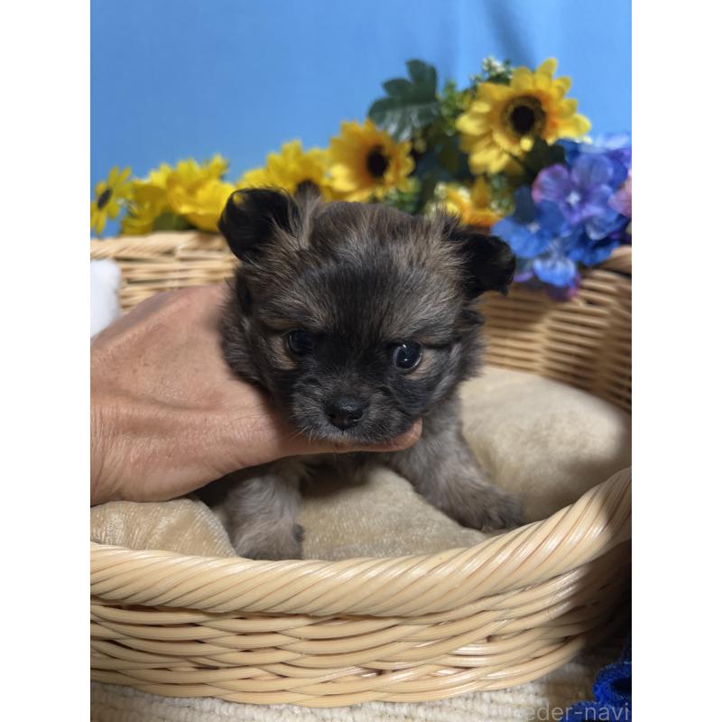 販売中の福岡県のチワワ(ロングコート)-432208の3枚目