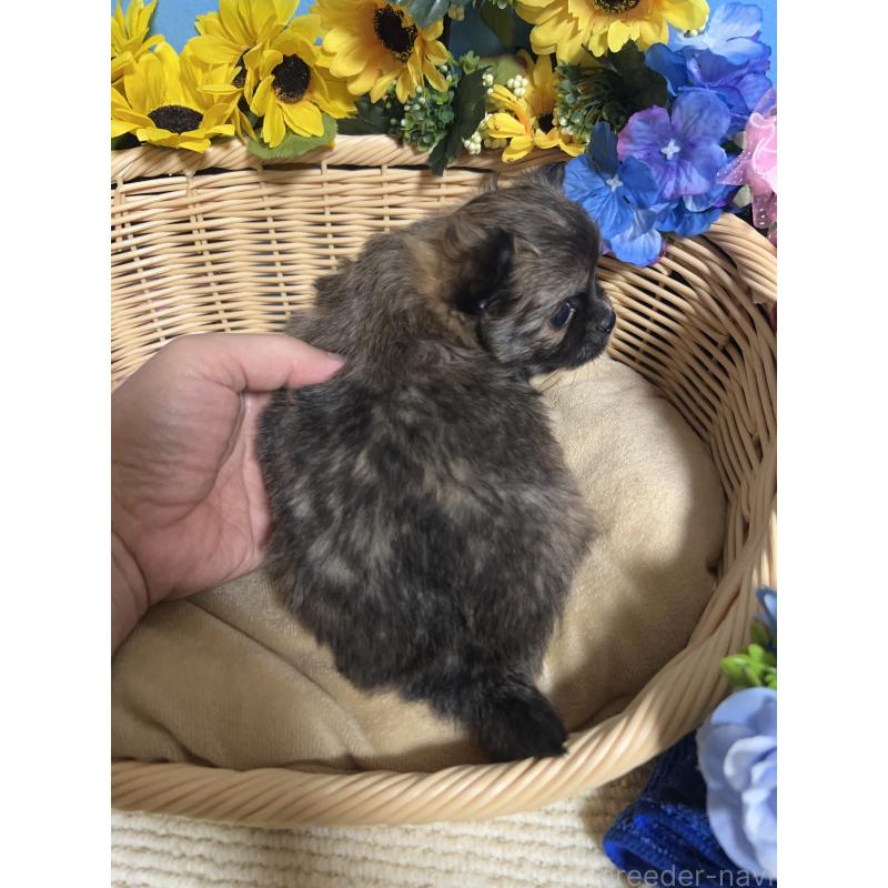 販売中の福岡県のチワワ(ロングコート)-432208の2枚目