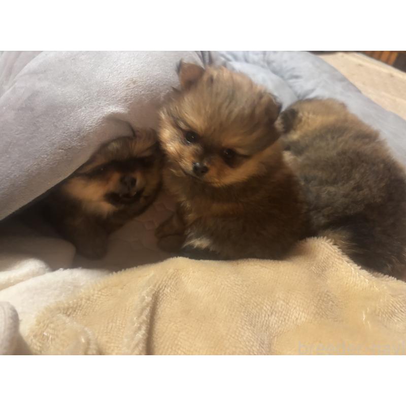 販売中の長崎県のポメラニアン-432209の9枚目