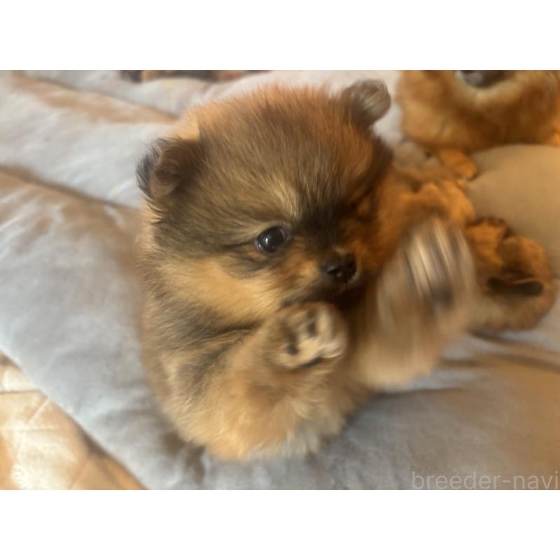 販売中の長崎県のポメラニアン-432209の8枚目