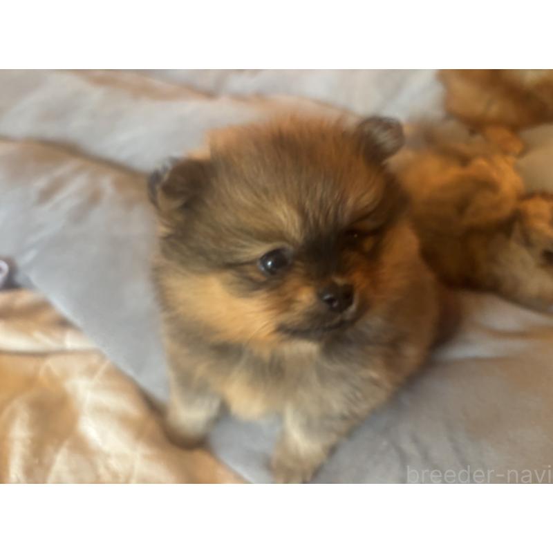 販売中の長崎県のポメラニアン-432209の7枚目