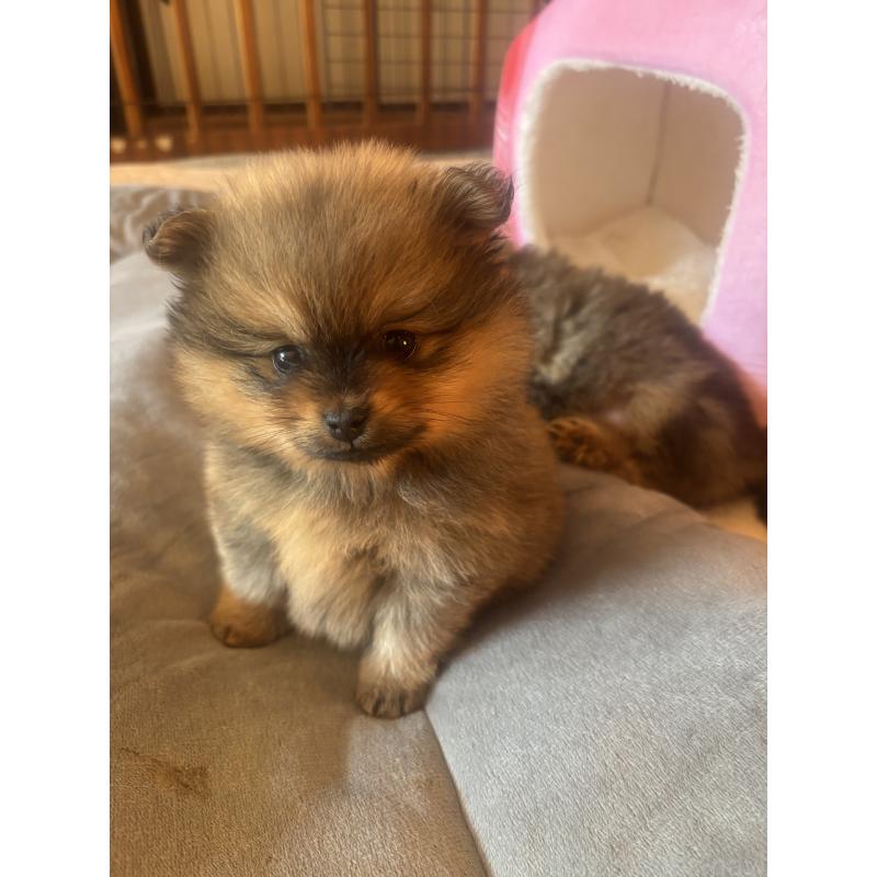 販売中の長崎県のポメラニアン-432209の6枚目