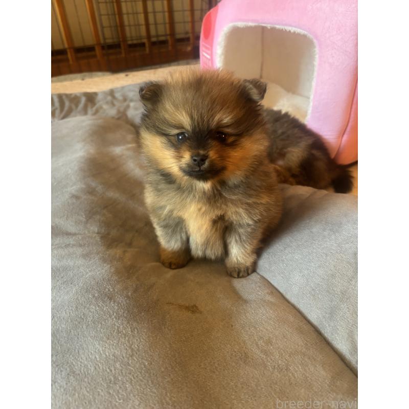 販売中の長崎県のポメラニアン-432209の4枚目