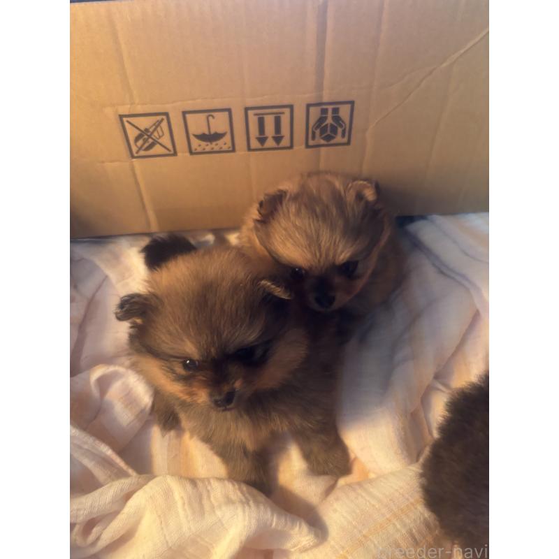 販売中の長崎県のポメラニアン-432209の3枚目