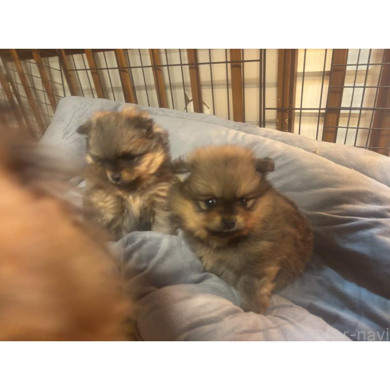 販売中の長崎県のポメラニアン-432209の2枚目