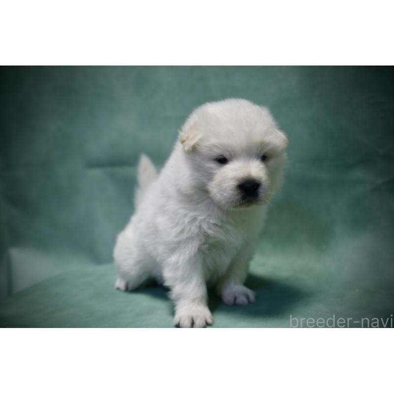 販売中の埼玉県のサモエド-430021