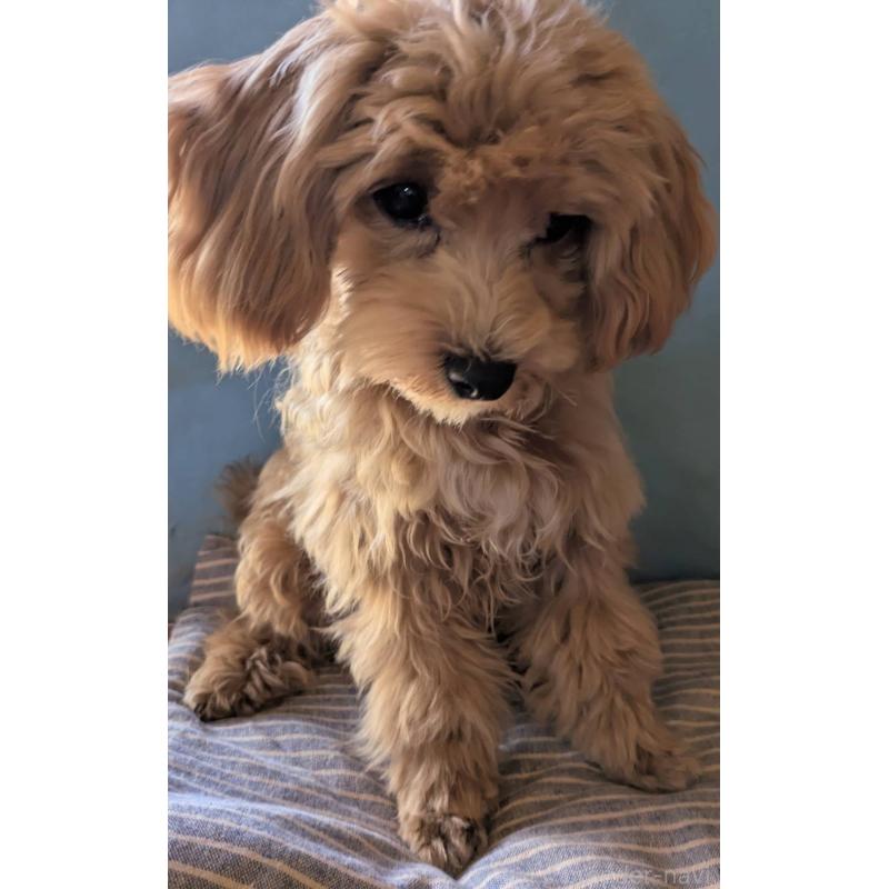 販売中の埼玉県のマルプー:マルチーズ×トイプードル-403895の10枚目