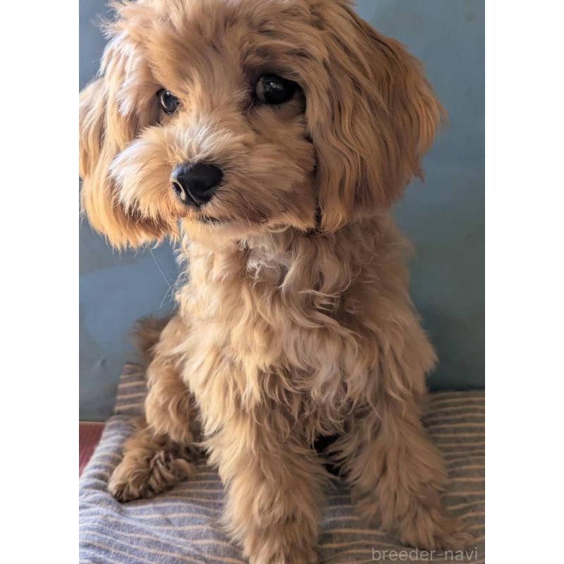 販売中の埼玉県のマルプー:マルチーズ×トイプードル-403895の9枚目