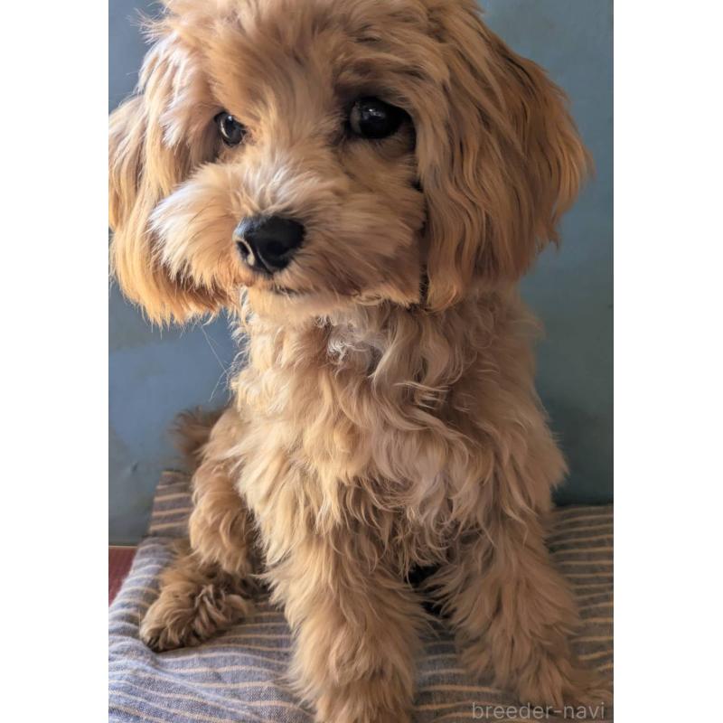 販売中の埼玉県のマルプー:マルチーズ×トイプードル-403895の8枚目