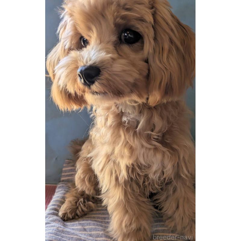 販売中の埼玉県のマルプー:マルチーズ×トイプードル-403895の7枚目