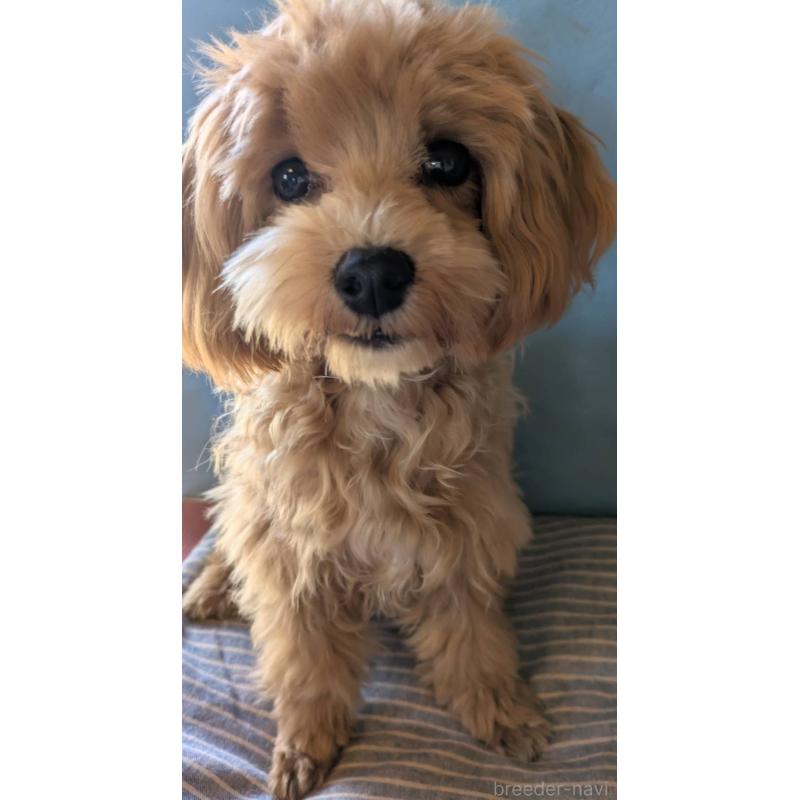 販売中の埼玉県のマルプー:マルチーズ×トイプードル-403895の6枚目