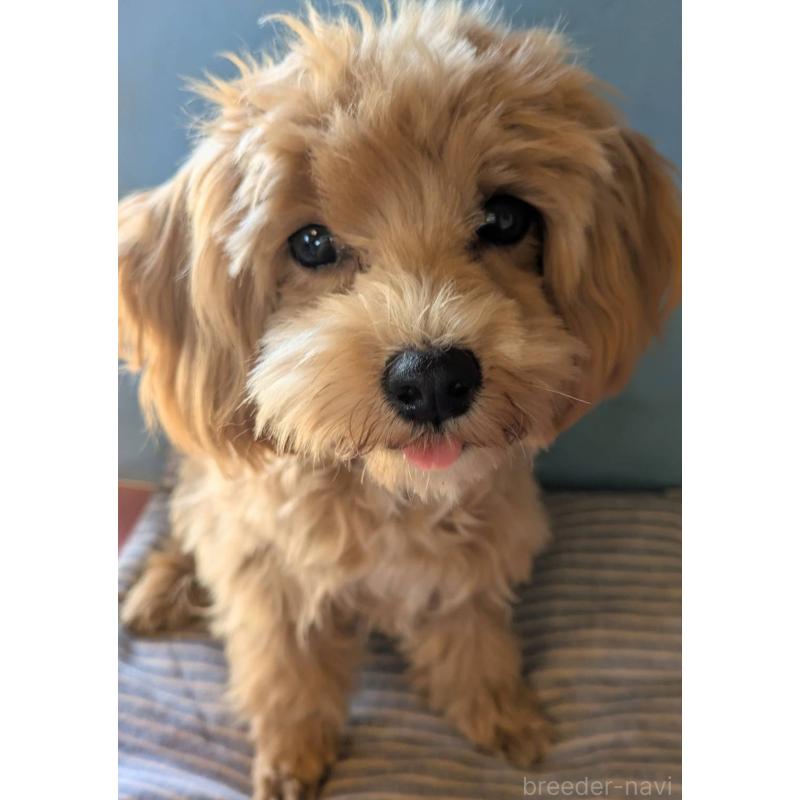 販売中の埼玉県のマルプー:マルチーズ×トイプードル-403895の5枚目