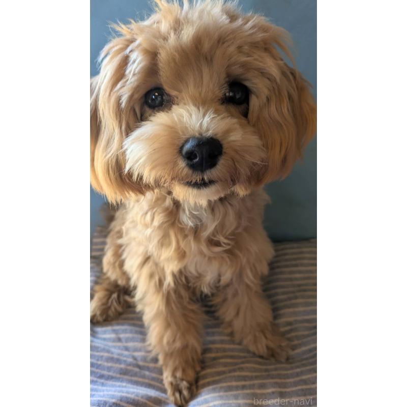 販売中の埼玉県のマルプー:マルチーズ×トイプードル-403895の4枚目