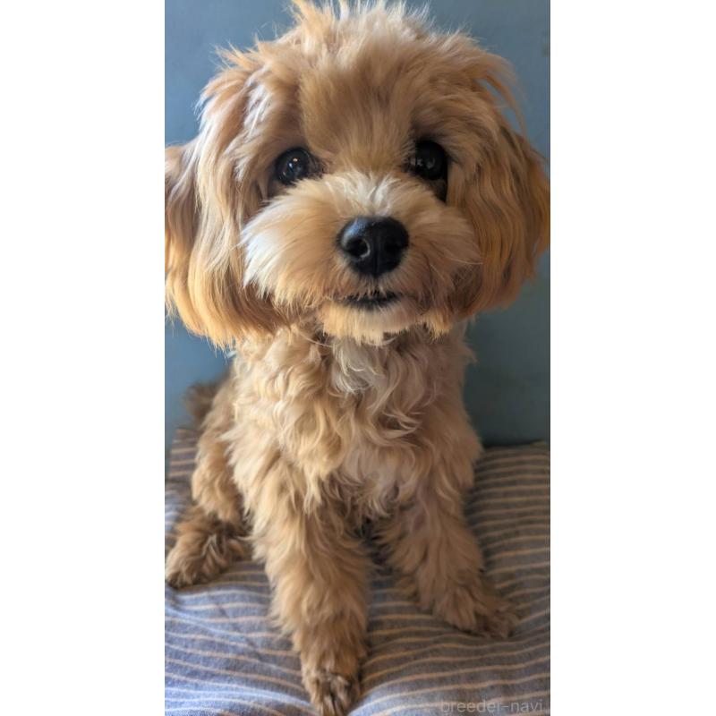 販売中の埼玉県のマルプー:マルチーズ×トイプードル-403895の3枚目