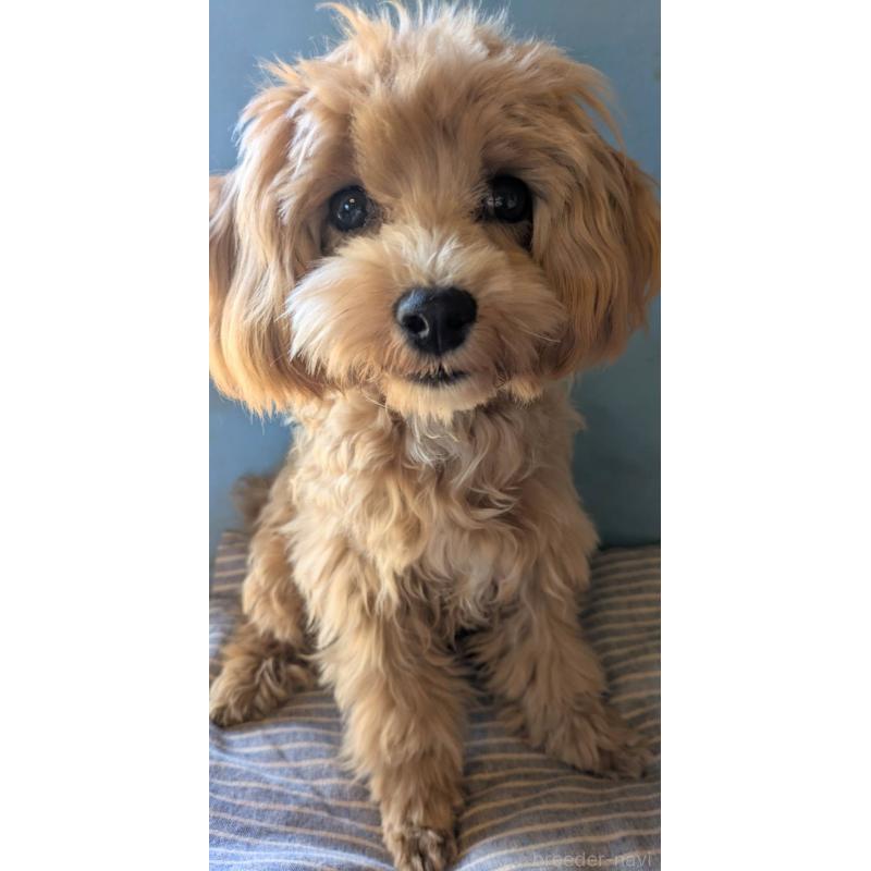 販売中の埼玉県のマルプー:マルチーズ×トイプードル-403895の2枚目